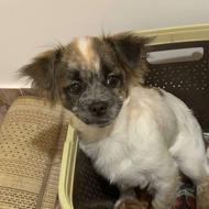 واگذاری پیکینیز خوب باادب