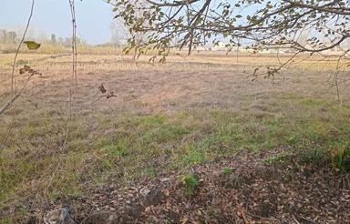 فروش زمین فوری