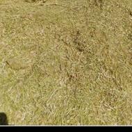 کاه عدس نزدیک 2تن