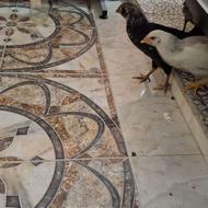 جوجه نیمه بالغ نژاد دار