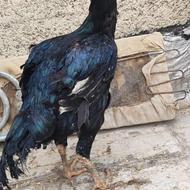 مرغ لاری افغان