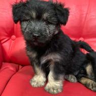 واگذاری سگ پا کوتاه نژاد دار