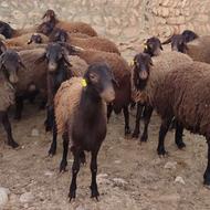 بره قوچ هترووهمو