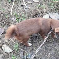 واگذار سگ گیرنده و حرف گوش کن