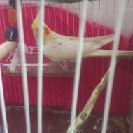 عروس هلندی لوتیکو