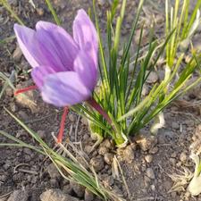 زعفران اصل اصل تربت حیدریه