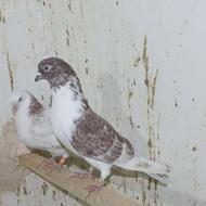 کبوتر پرشی تیر ماهی