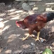 خروس غاز اردک