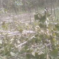 خرید چوب آلات باغی