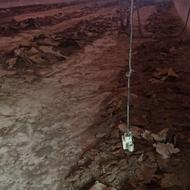 کود مرغی ارگانیک