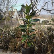 فروش انواع گل های آپارتمانی به صورت آنلاین