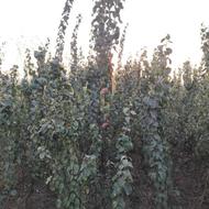 نهال نمونه...