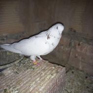 کبوتر پرشی خ