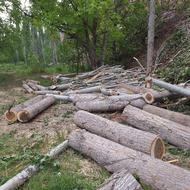 خرید چوب قطع درخت