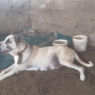 واگذاری یک عددسگ سراب ماده 2ساله