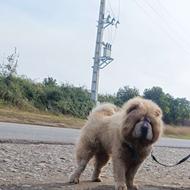 چاو چاو جهت کشش