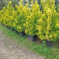 شمشاد_یاس_کاملیا