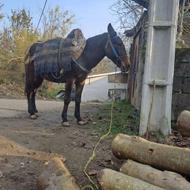 قاطردرشت‌بسیارارام‌باری‌وسواری‌سال‌6