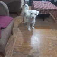 سگ تریر پاکوتا واگذاری