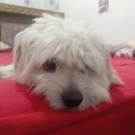 واگذار سگ شیتزو نر شناسنامه د