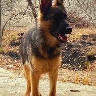 ژرمن شپرد ماده واگذاری