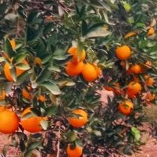 فروش پرتقال تامسون