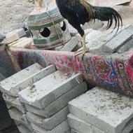 خروس سندی ،میدانی