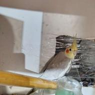 عروس هلندی نر 8 ماهه دو کلمه هم حرف می زند