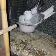 کبوتر یک جفت