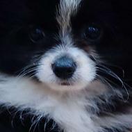 سگ پامر خرسی نر بازیگوش. واگذاری