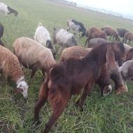 معاوضه و فروش گوسفند و بز