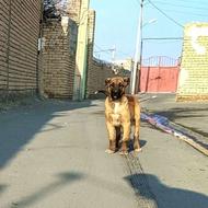 توله سرابی3ماهه واگذاری