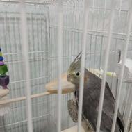 عروس هلندی ماده