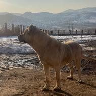 سگ سرابی اصیل دهن پاک