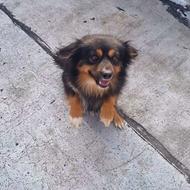 سگ پاکوتاه نر