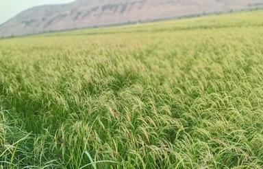 فروش زمین کشاورزی