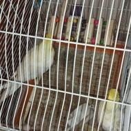 فروش عروس هلندی مولد با لوازم کامل