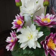 سه شاخه گل نونو