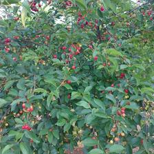 فروش باغ عسگران یا معاوضه با خانه