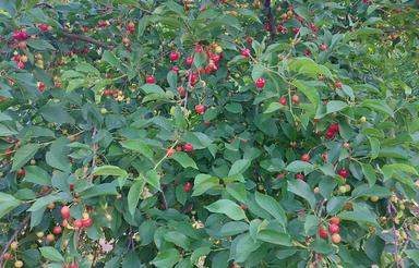 فروش باغ عسگران یا معاوضه با خانه