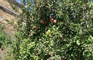 فروش سوله و باغ