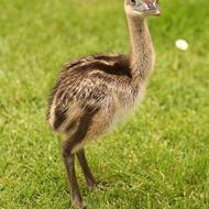 فروش جوجه شترمرغ