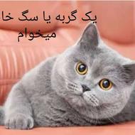 یک گربه یا سگ خانگی میخوام