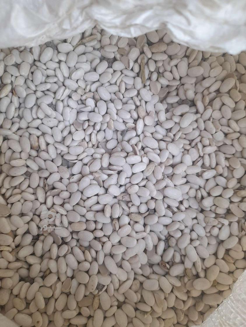 لوبیا سفد امسال