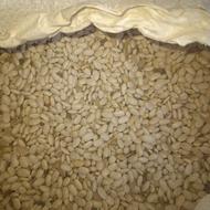 لوبیا سفد امسال