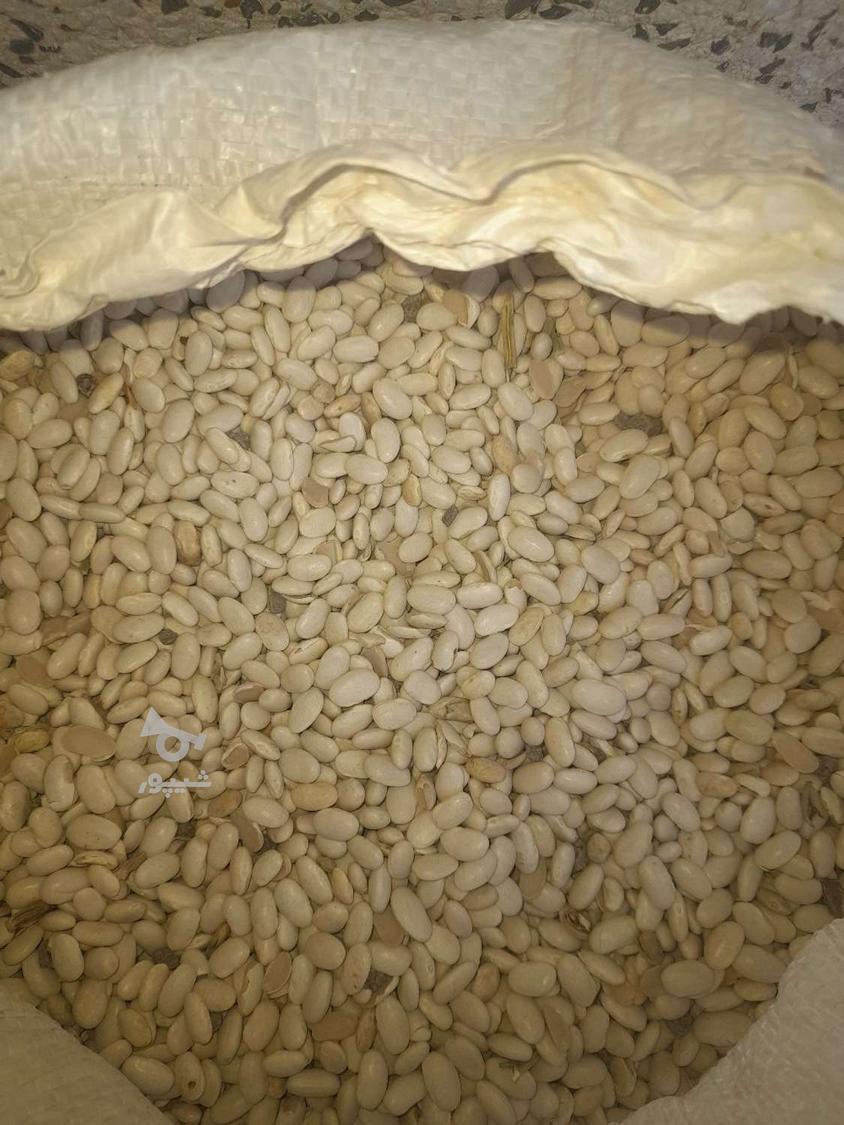 لوبیا سفید امسال
