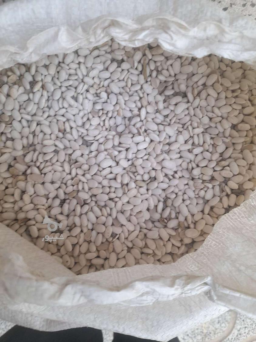 لوبیا سفید امسال