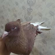 دم سفید سرخ زرد