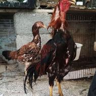 تخم نطفه دار پنج دانگی