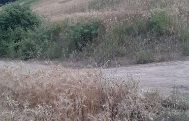 فروش زمین کشاورزی